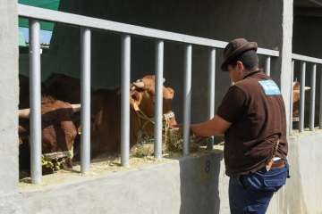 Más de 900 animales en la Feria de Ganado de Gran Canaria (Foto TA)